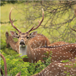 ELLA TO YALA NATIONAL PARK